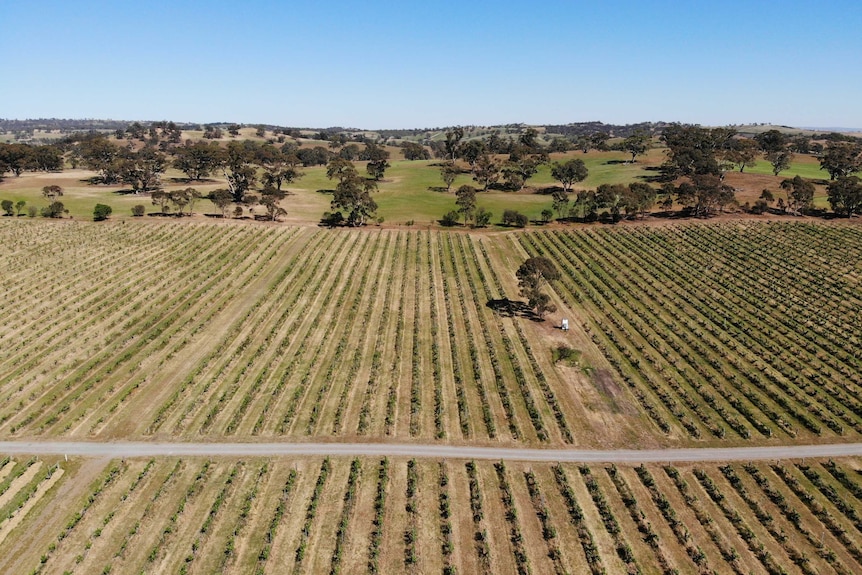 Aerial view of vineyards with green hills in the background.