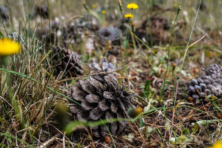 Fallen pine cones dot a grassy field.