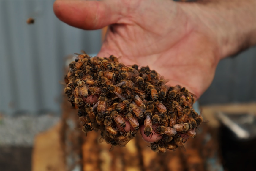 A hand holding a swarm of bees.