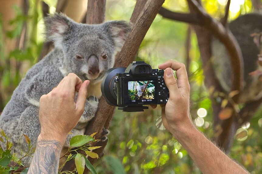 Taking a photo of a koala