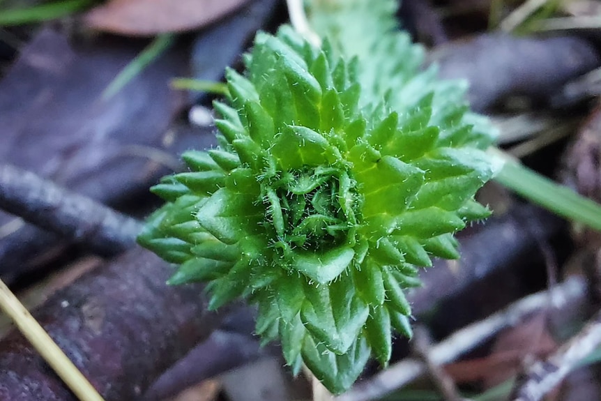 A close up photo a plant
