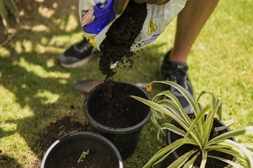 Man pours potting mix soil into pot plant