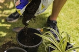 Man pours potting mix soil into pot plant