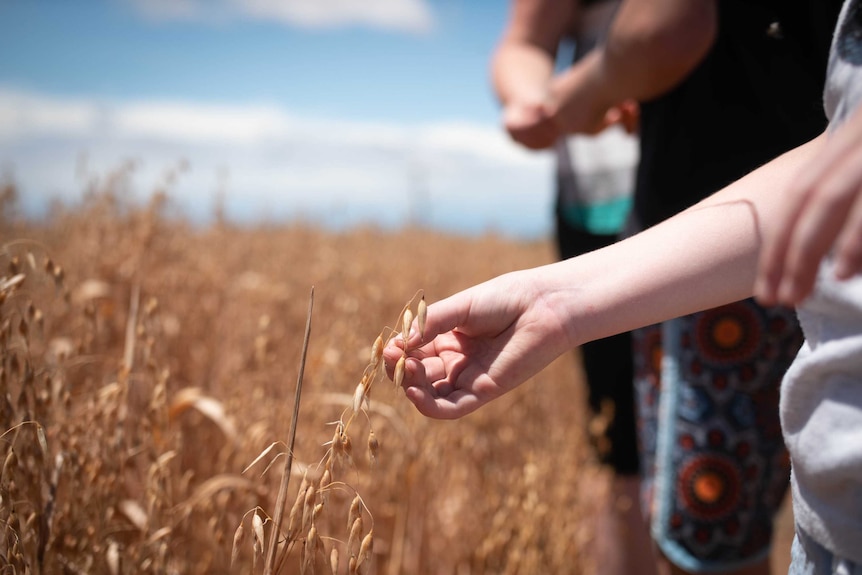 A child's hand touches wheat. blurred in the background is the wheat crop ready for harvest and other blurred people.