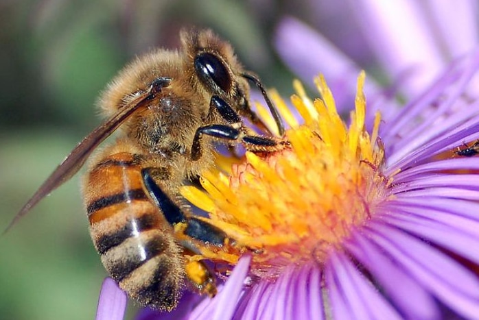 Close-up of furry bee collecting pollen from vivid yellow and purple flower