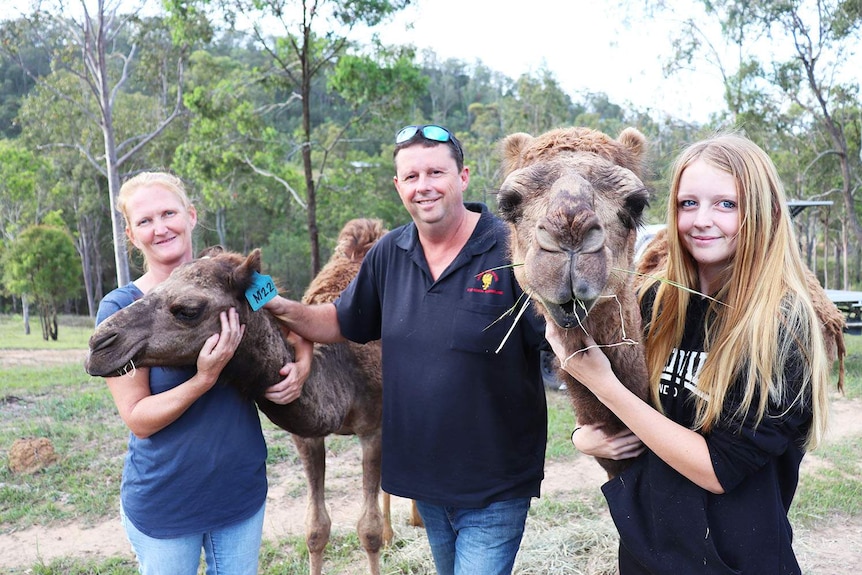 Three members of the Mitchell family stand with two camels on their property west of Brisbane