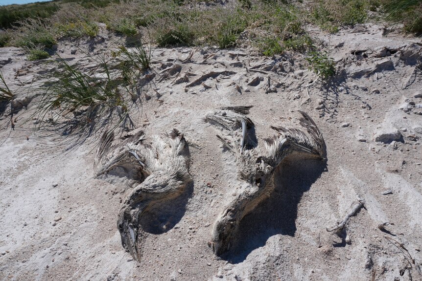 Two dead birds on a beach