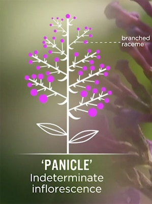 Panicle Image