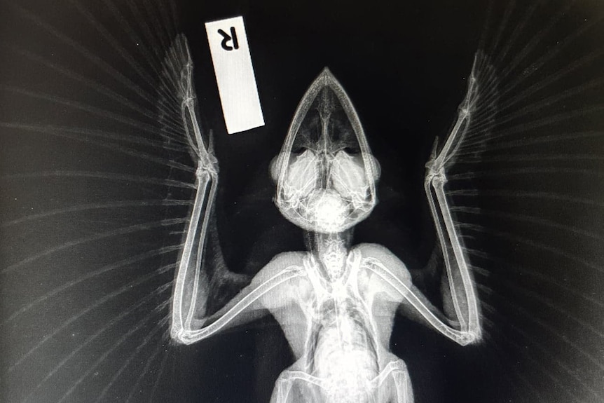 X-ray shows no fractures on wild Tawny frogmouth bird found tangled in barbed wire.