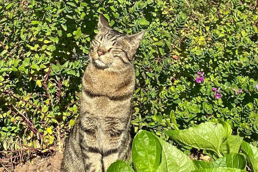 A tabby cat sitting in the sun in a garden with its eyes closed.