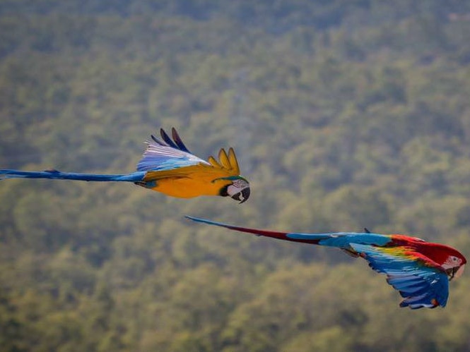 Two macaws flying through the air.