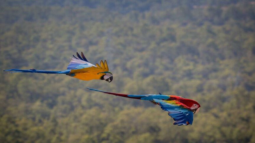 Two macaws flying through the air.