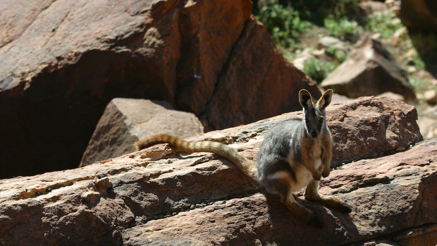 A yellow-footed rock wallaby, or Wangarru, sitting on a rock.
