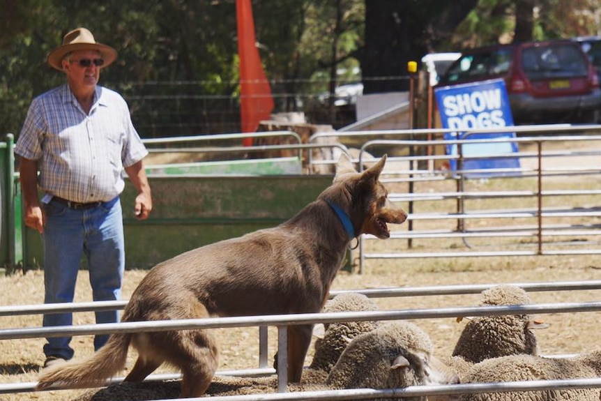 Cattle dog show