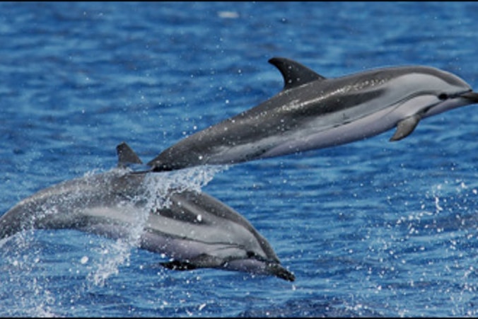 striped dolphin