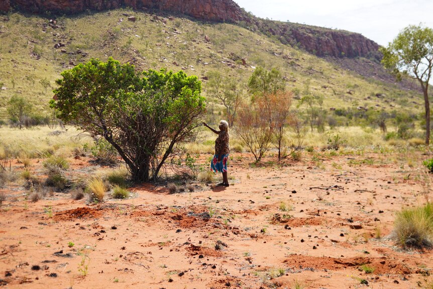 An Aboriginal woman looks at a tree, with a vast range behind her