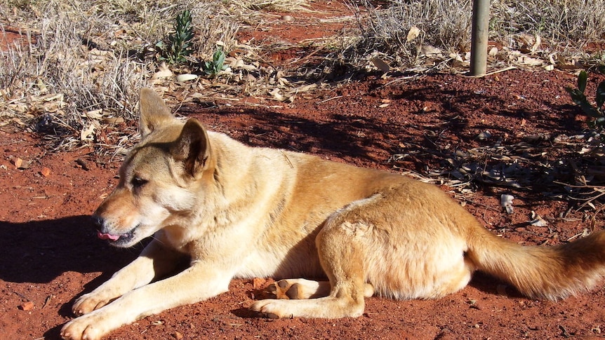 Pure bred dingo. A relative of the camp dog.