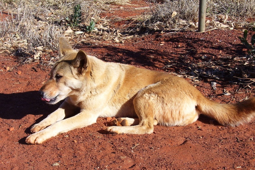 Pure bred dingo. A relative of the camp dog.