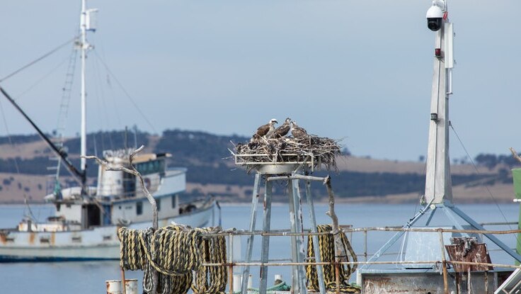 A bird nest on a barge with a boat and land in the background