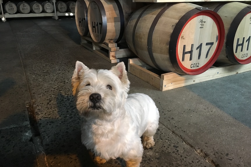 A small dog stands in front of a row of whisky barrels.