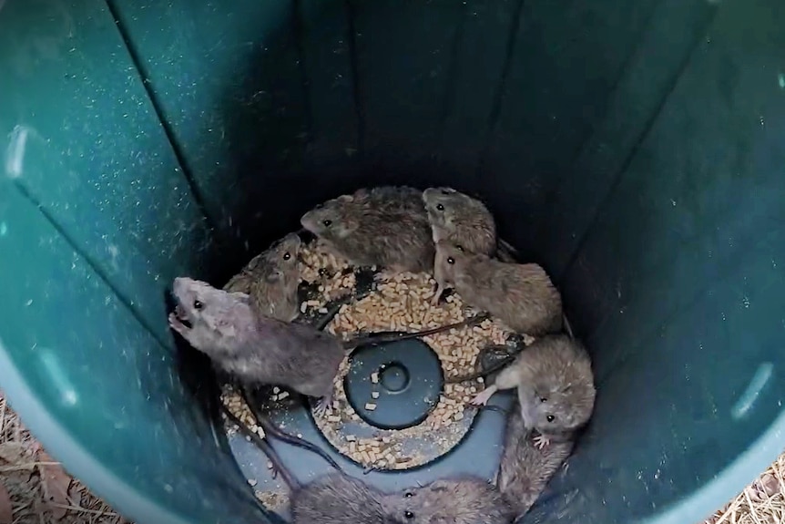a green bucket full of rats