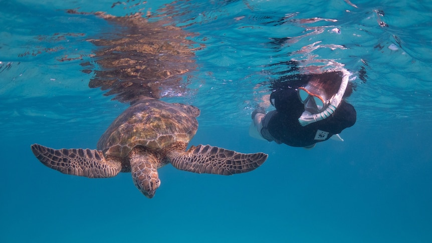 A turtle swimming in the ocean with a snorkeler next to it