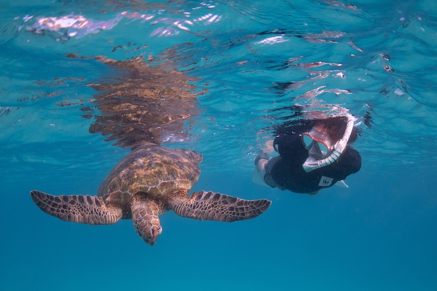 A turtle swimming in the ocean with a snorkeler next to it