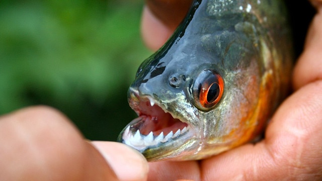 Piranha