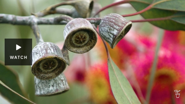 Eucalyptus gumnuts on a tree. Has Video.