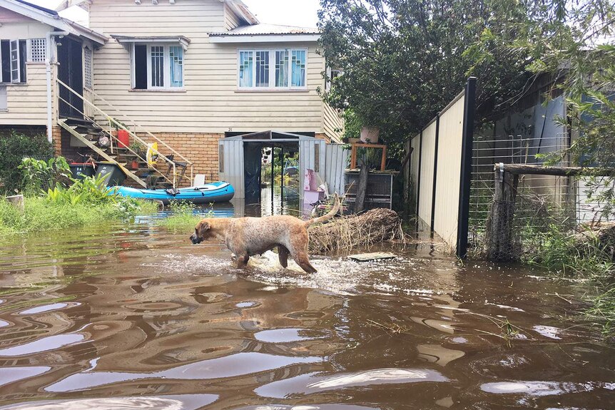 A dog walks in floodwaters in the backyard of a Rockhampton house on April 5, 2017.