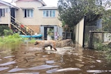 A dog walks in floodwaters in the backyard of a Rockhampton house on April 5, 2017.