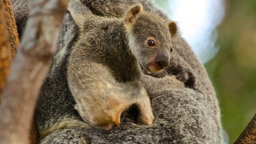 A gangly limbed baby koala peers at tourists while it clings to its mother's back. Lots of fur and the sweet face of youth.