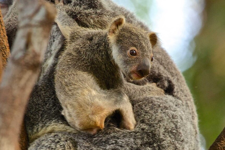 A koala joey