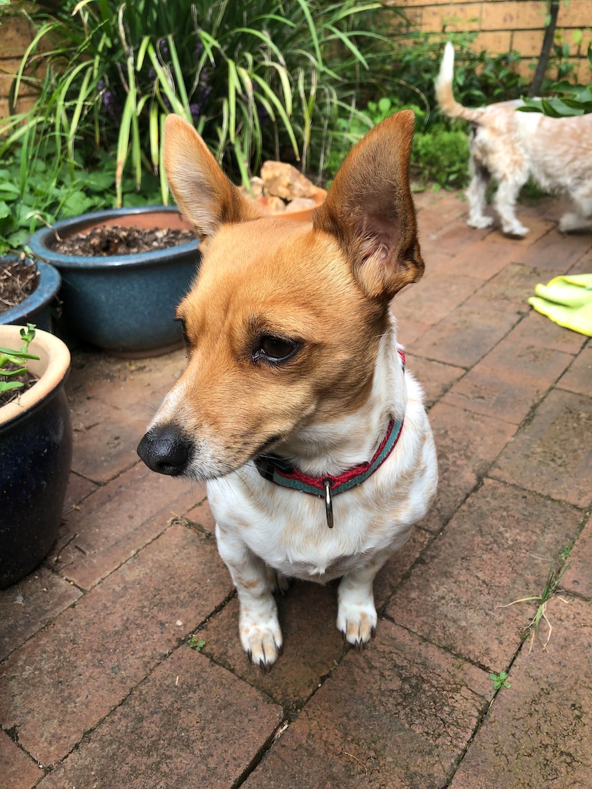 Small dog with brown face and ears and white body stands in a garden.