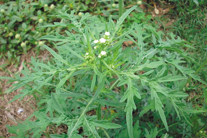 Parthenium weed.