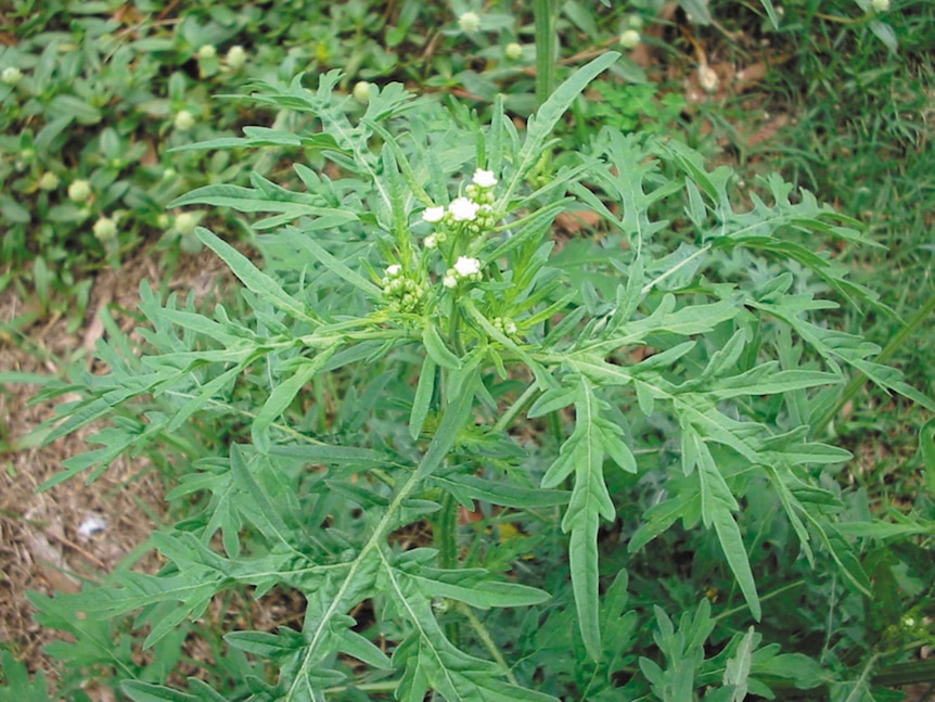 Parthenium weed.