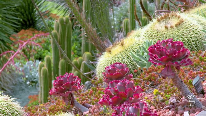Arid Garden, Melbourne - Gardening Australia