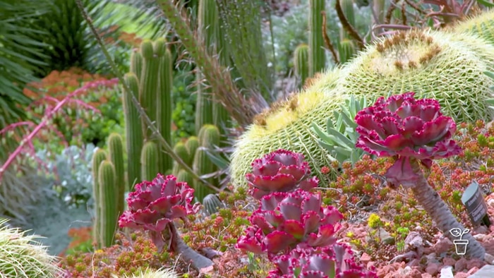 Brightly coloured succulent plants and cacti growing in a garden