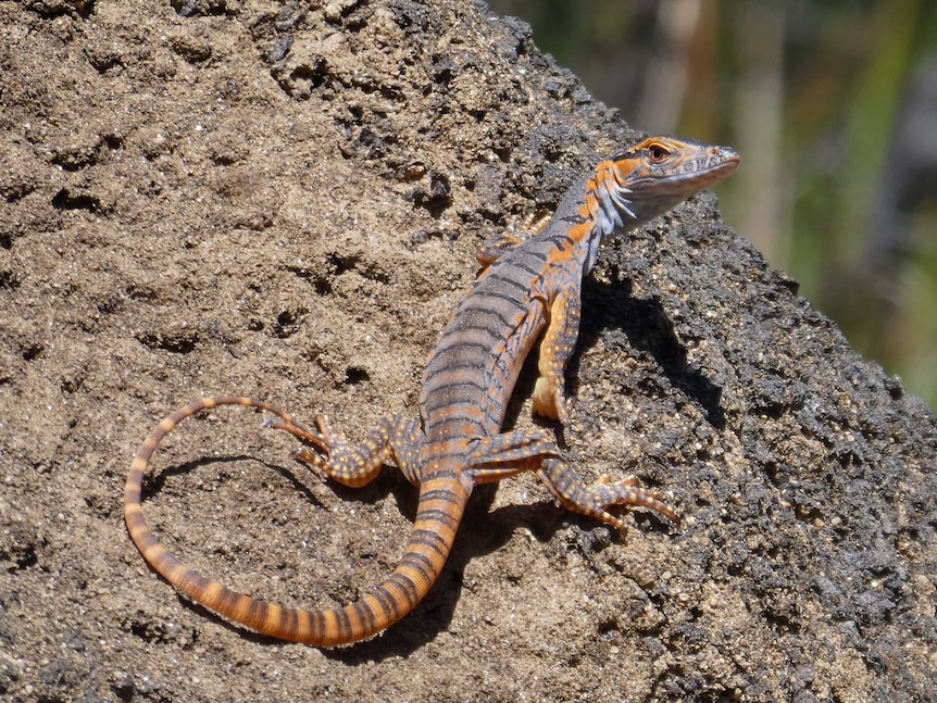 A small grey and orange lizard on a rock.