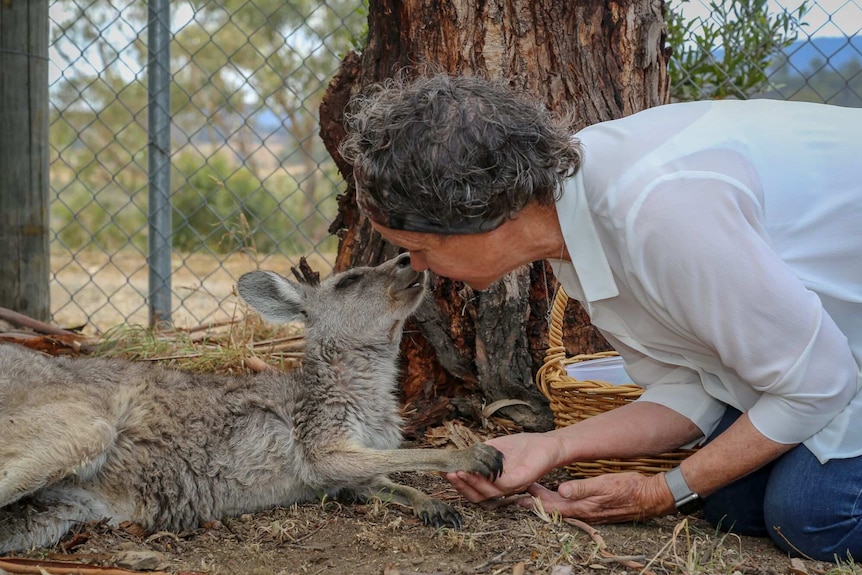 A woman leans in and touches noses with a kangaroo reclining against a tree in a fenced bit of bushland.