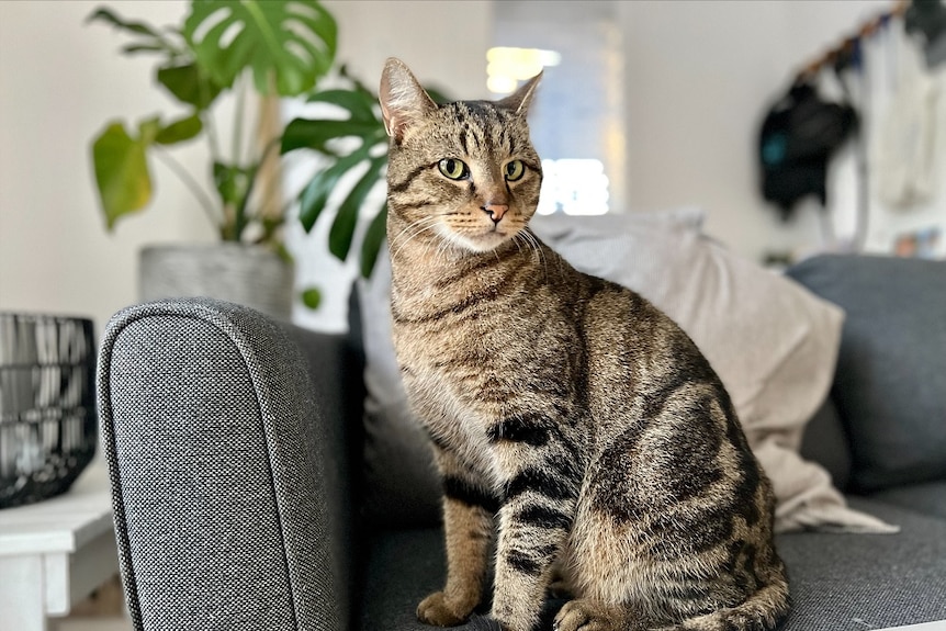 A tabby coloured cat sits on a grey couch in a home.