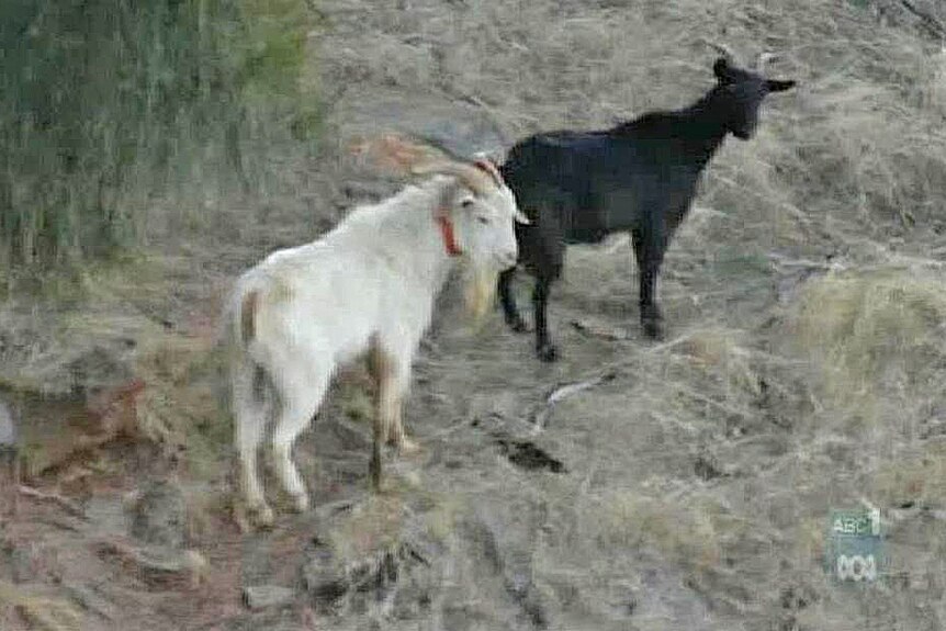 Feral goats have plenty of feed after rain