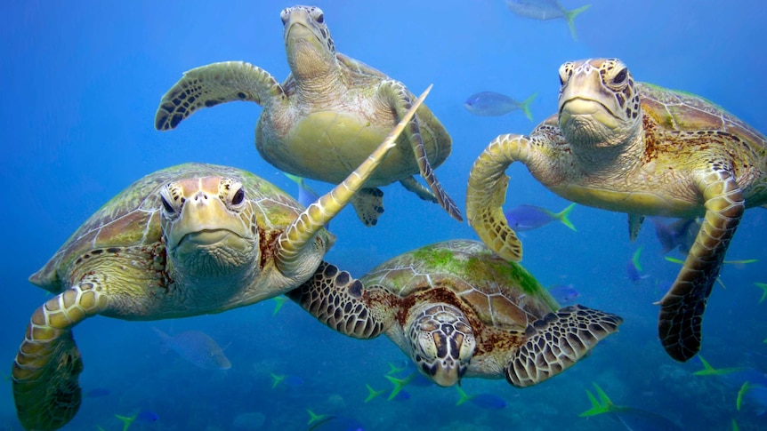 Green turtles swimming in Great Barrier Reef