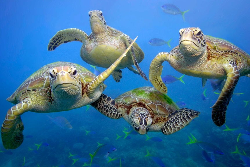 Green turtles swimming in Great Barrier Reef