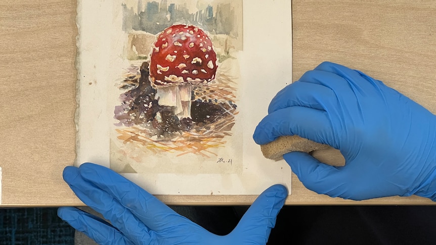 Gloved hands cleaning a watercolour painting of a mushroom.