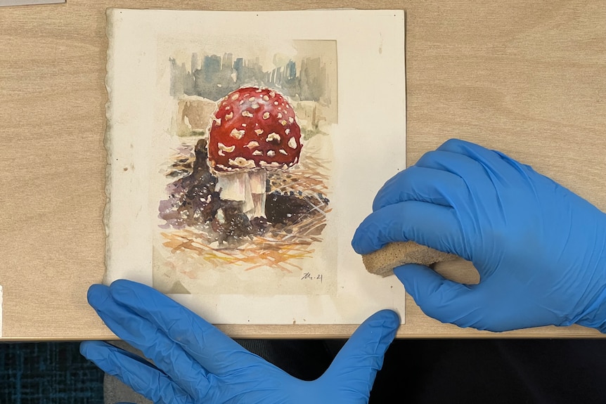 Gloved hands cleaning a watercolour painting of a mushroom.