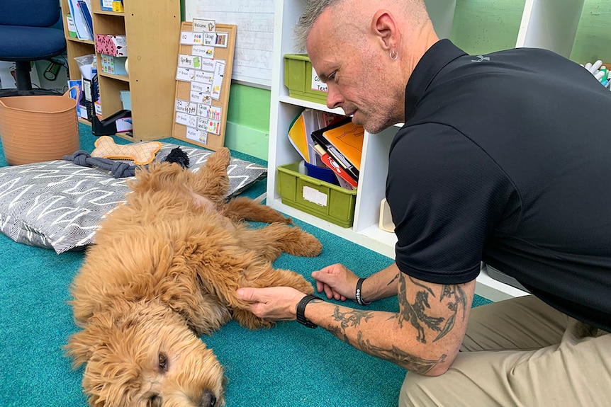 Dog lays down relaxed on carpet as man kneels down next to her holding his paw.