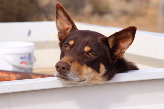 Fred the kelpie leans his head on the tray of a ute while sitting in the back.