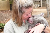 Tonka the wombat dies