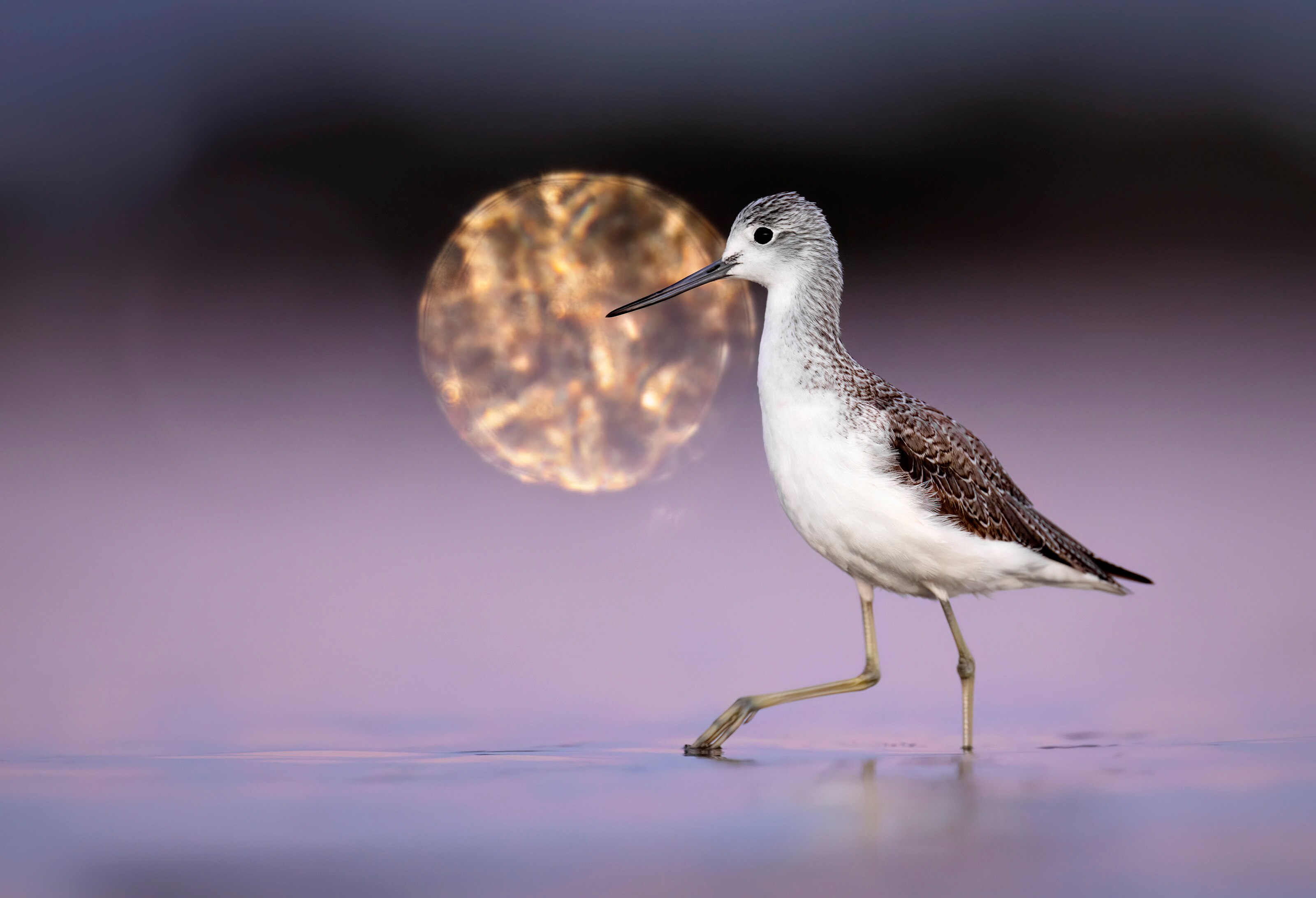 A bird walks through shallow water in purple, dawn light with the moon in the background.